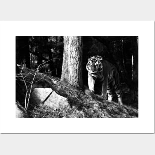 Year of the tiger 2022/6 /  Swiss Artwork Photography Posters and Art